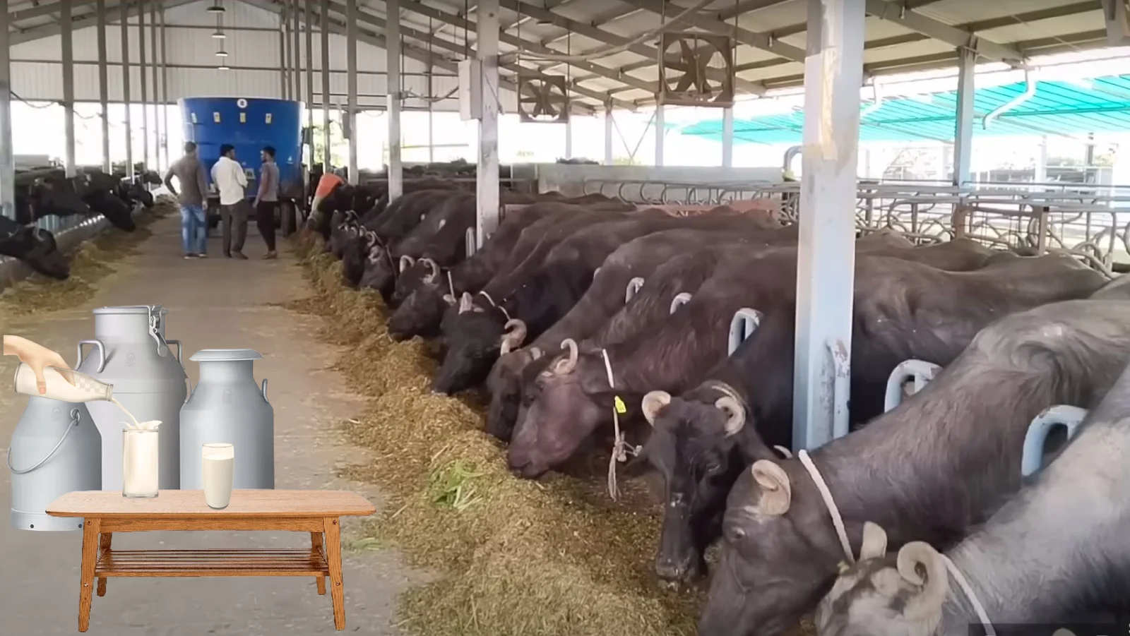 Buffalo Milk: Benefits and Nutritional Value